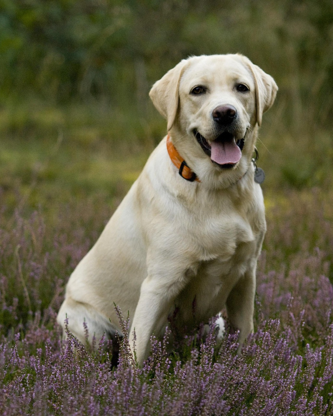 Labrador Lovers